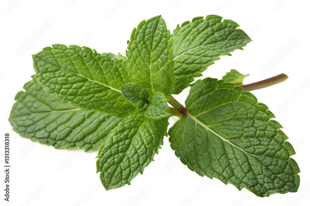 Fresh mint leaves isolated on transparent background
Fresh mint leaves isolated on transparent background