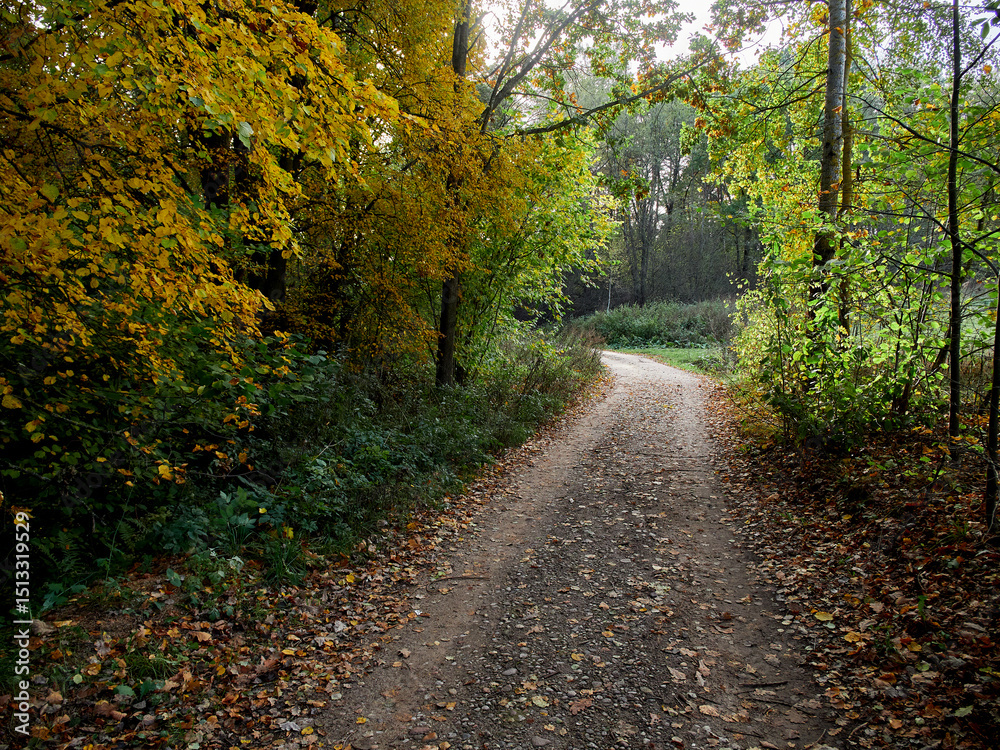 Obraz premium Picturesque forest country road without people in the middle of autumn
