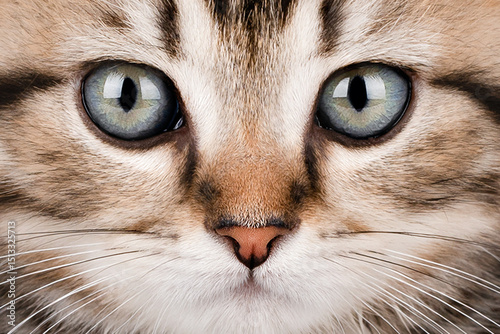 Close-up portrait of a blue-eyed cat