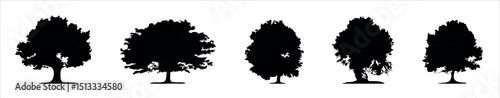 Tree silhouette collection, Tree silhouette collection
Detailed tree silhouettes of various trees on white background, vector illustration