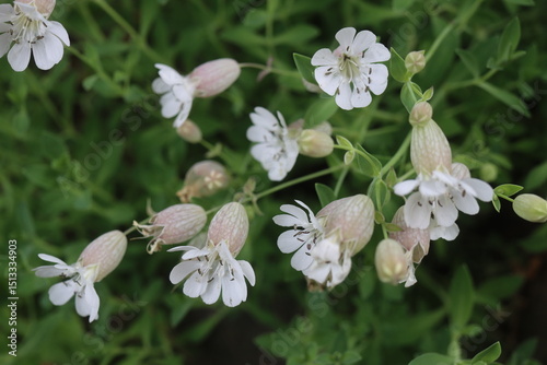 lepnica zwarta Druett's Variegated Silene uniflora