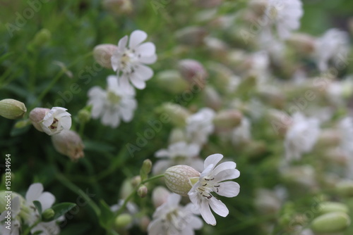lepnica zwarta Druett's Variegated Silene uniflora