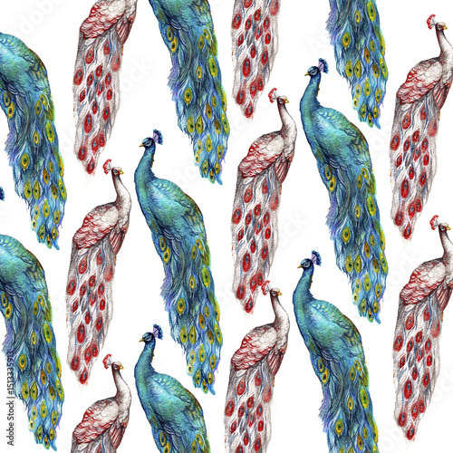 Schilderij op canvas Seamless peacock bird pattern on white background