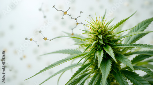 Structures of cannabinoid in cannabis plant isolated on background. photo