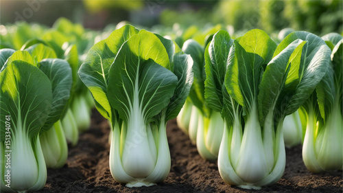 Bok choy in the garden