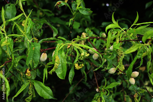 Disease on Peach leaves on branches with unripe green fruits on springtime. Taphrina deformans fungus on peach tree photo