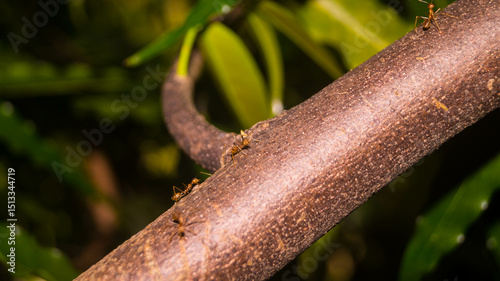 A photograph of weaver ants crawling on a wood. Taken from Las Pinas, NCR, Philippines. photo