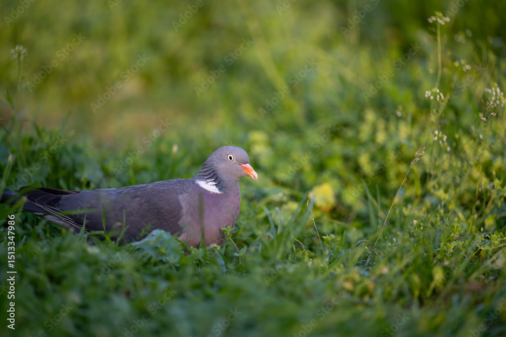 Obraz premium Pigeon on the grass. A gray pigeon or cuckoo with a red beak sits in the grass and poses for the photographer. 