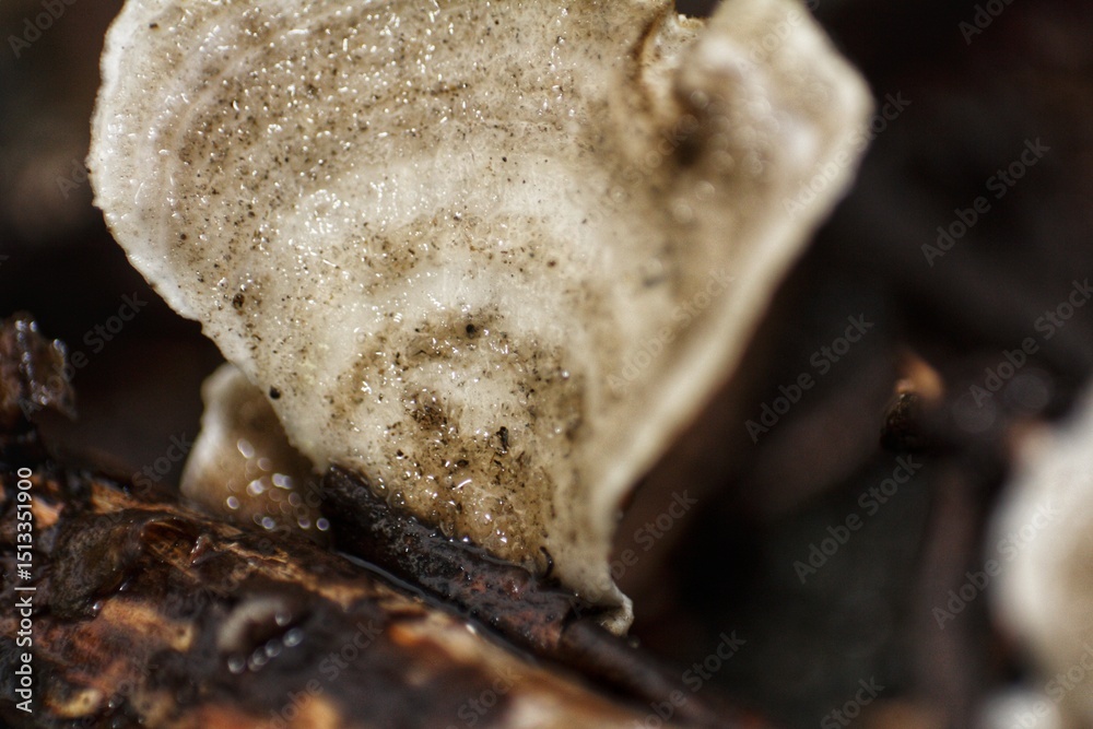 Obraz premium Detailed macro shot of a cream-colored, slightly hairy crust fungus or bracket fungus attached to weathered wood.
