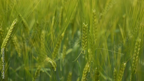 Close up of spring barley field with young green sprouts, organic farming, natural agricultural background, texture of vegetation, ecological theme.
