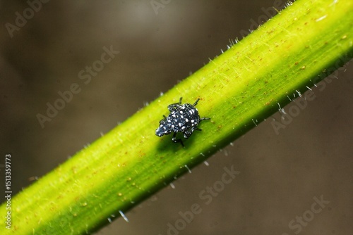 Young spotted lanternfly nymph on the plant close up