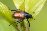 Chrząszcz ogrodnica niszczylistka na zielonym liściu w naturalnym środowisku, makrofotografia przyrodnicza