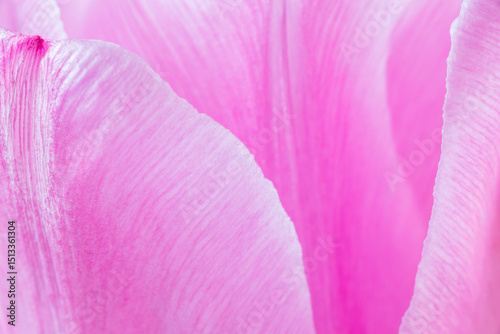 Wallpaper Mural close up of petals of pink tulip flower Torontodigital.ca