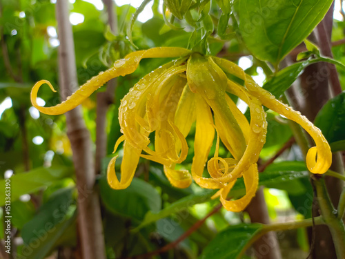 Ylang-Ylang flower (ilang ilang), Cananga odorata, yellow petals as long, flat lines that are bent, far fragrant, with water drop of rainy season in ornamental garden. Chiang Mai, Thailand.