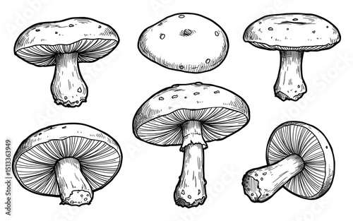 Set of different mushrooms line art drawing vector on white background, simple and detailed mushroom illustrations perfect for nature designs, botanical art, and food themes
