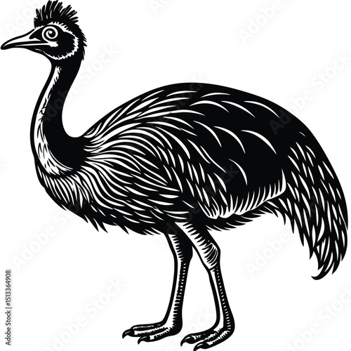 vector illustration of an ostrich