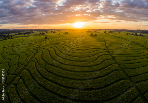 Sunrise over terraced rice paddy field