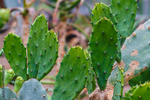 A detailed close-up view showcasing the intricate patterns and spiny texture of a vibrant green prickly pear cactus plant