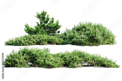 High Resolution Image of Set of Creeping Juniper LowGrowing and Hardy
