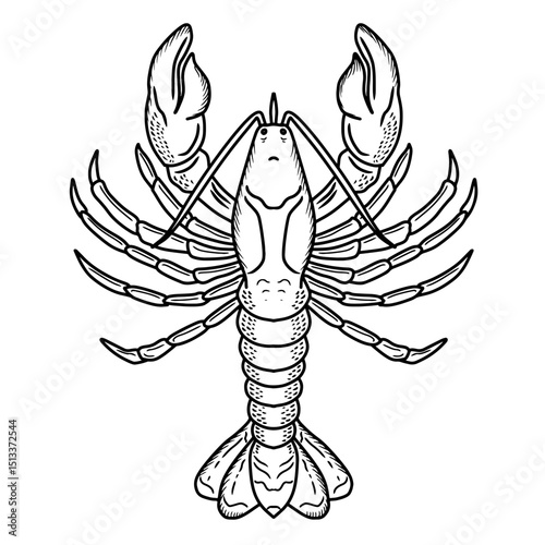 Hand drawn lobster vector Illustration. Sketch style seafood creature. Use for restaurant, meal, market, store, menu, party decoration