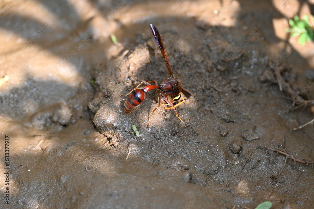 Yellow paper wasp. Its other names  variegated paper wasp and Polistes versicolor. This is a subtropical social wasp within Polistes, the most common genus of paper wasp. Its bite causes a lot of pain
