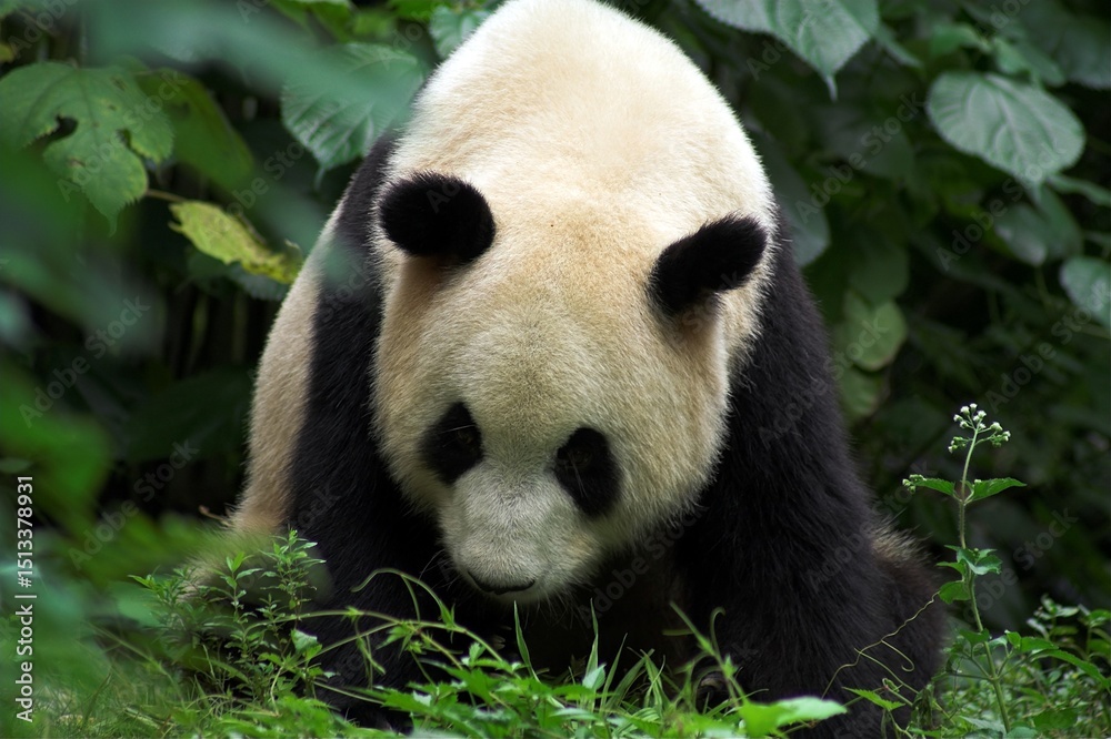 Fototapeta premium Chiny Guilin 2010 - Panda wielka, Ailuropoda melanoleuca, zwierzę pod ochroną, głowa, zwierzę chronione