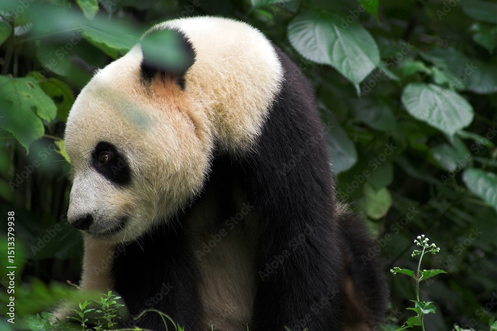 Fototapeta premium Chiny Guilin 2010 - Panda wielka, Ailuropoda melanoleuca, zwierzę pod ochroną, głowa, zwierzę chronione 