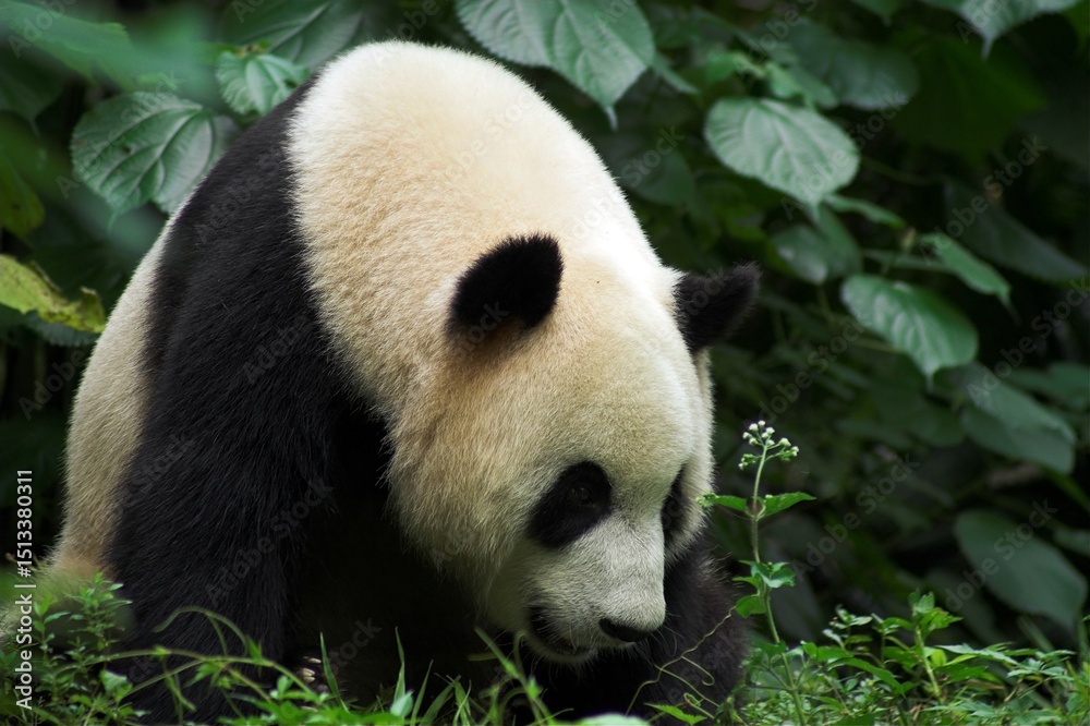 Fototapeta premium Chiny Guilin 2010 - Panda wielka, Ailuropoda melanoleuca, zwierzę pod ochroną, głowa, zwierzę chronione