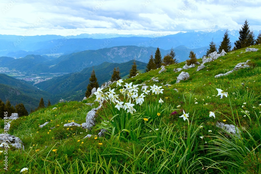Fototapeta premium White poet's daffodil (Narcissus poeticus) flowers on a alpine mountain meadow and a view of Gorenjska, Slovenia
