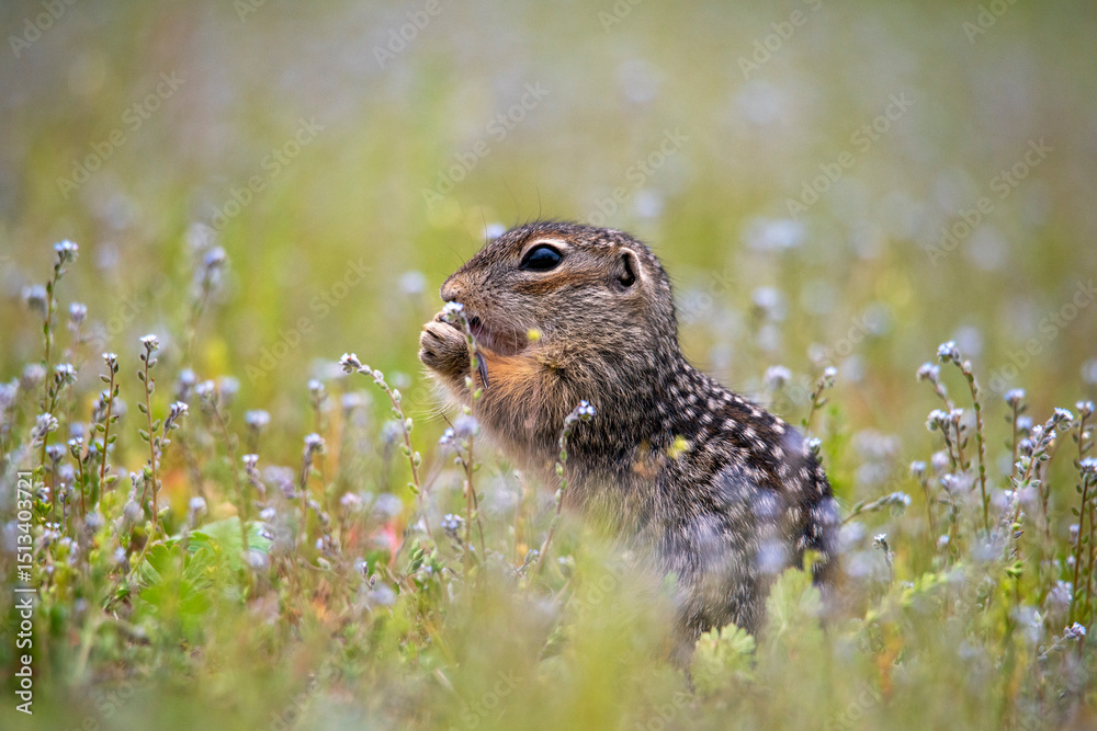 Fototapeta premium Little baby spotted ground squirrel sniffing blue forget-me-nots in a blooming meadow