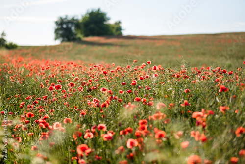 Poppies in the field