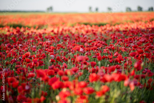 Poppies in the field