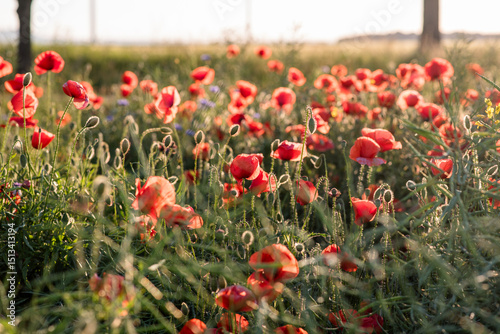 Poppies in the field