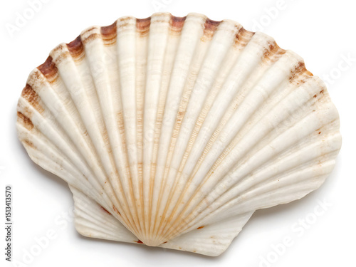 A single scallop shell with ridges and a pale coloration isolated on a white background surface view