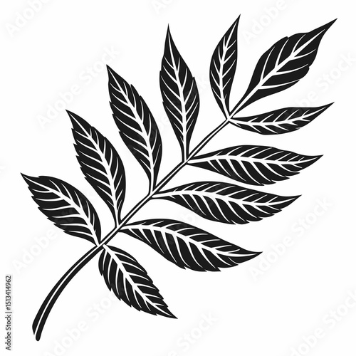 Ornate Black and White Rowan Branch Illustration . Detailed, graphic illustration of a rowan branch with intricate leaf details.