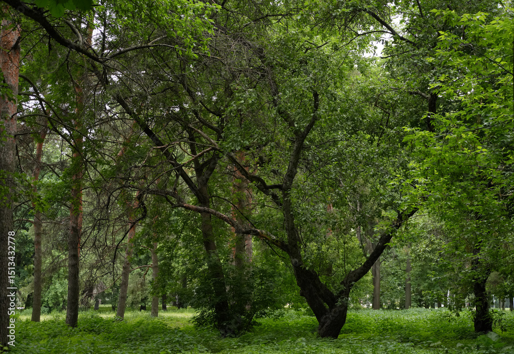 Obraz premium an old tree in the park