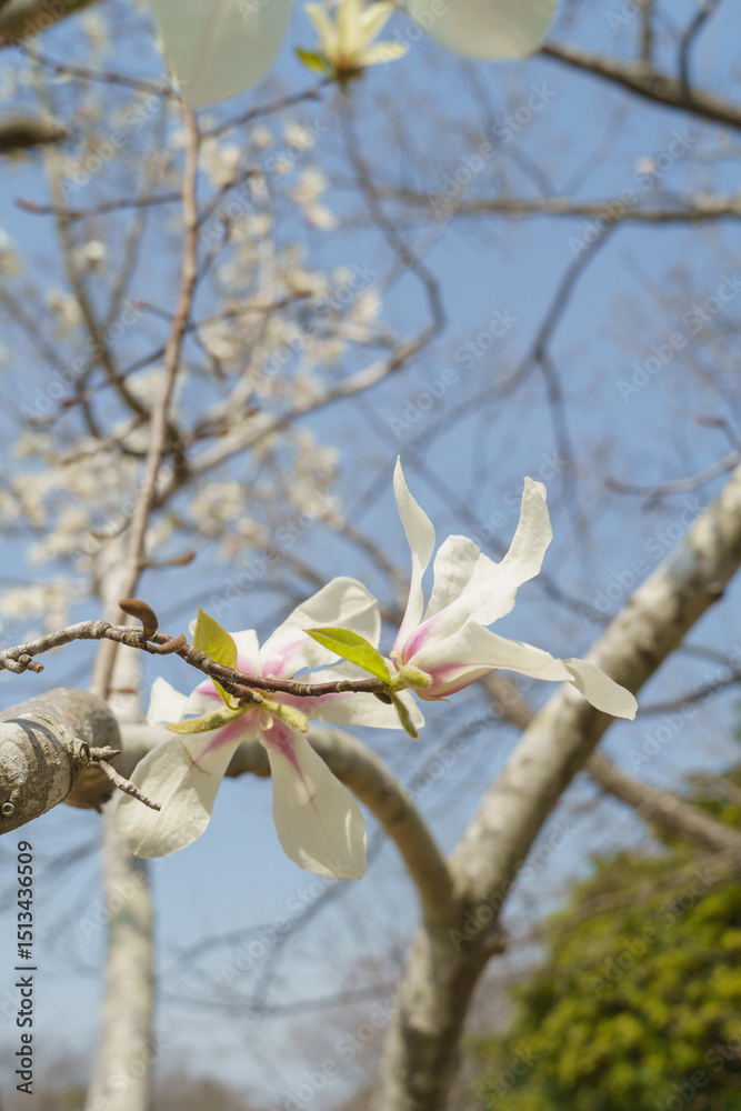 Fototapeta premium 春に咲くコブシの花