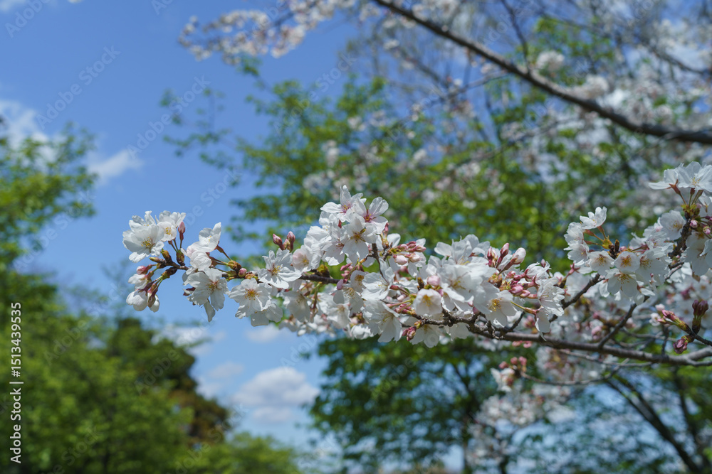 日本の風景|春の桜と青空 日本の風景|春の桜と青空