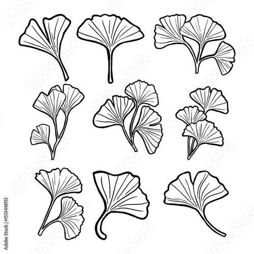 Beautiful Ginkgo Leaves Collection. Vector Illustration about Nature‪.‬