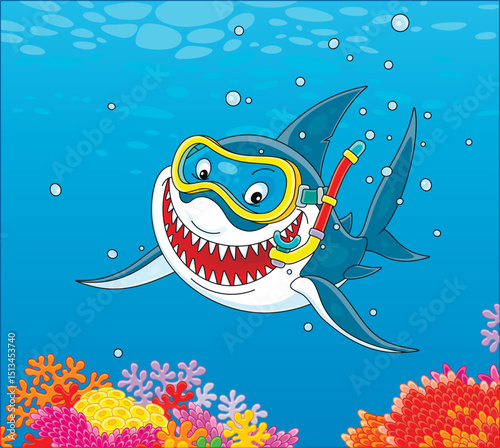 Funny great white shark swimming with a mask and a snorkel of a diver over colorful coral reef in blue water of a tropical sea, vector cartoon illustration