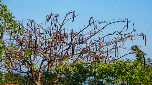 Photos Dry branches with fallen leaves and many pods Carob tree or Ceratonia siliqua