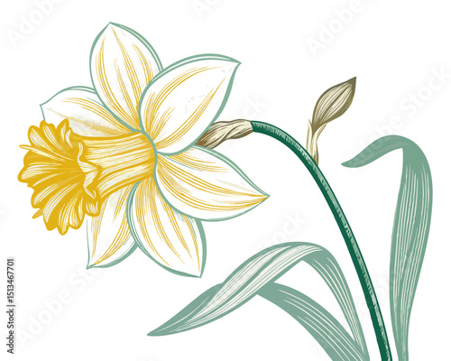 Create a bold, vector illustration of a daffodil with a pronounced, elegant curve in its stem.  The stroke should be thick and impactful.
