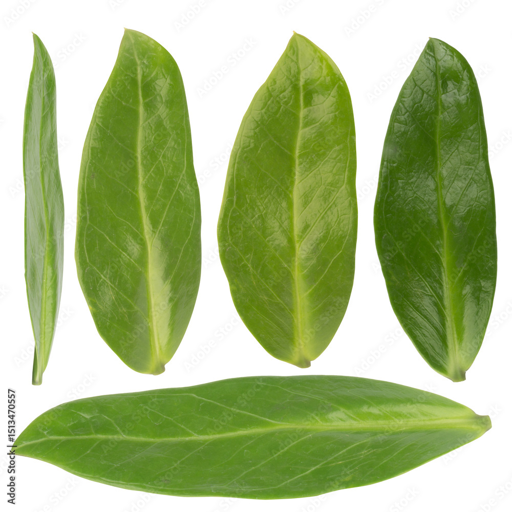 Obraz premium leaf collection isolated on white background