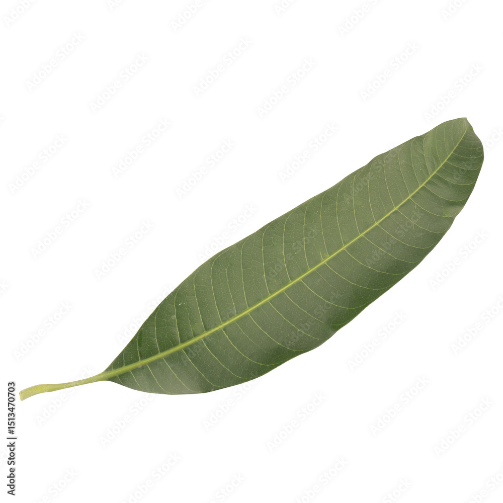 Fototapeta premium leaf collection isolated on white background