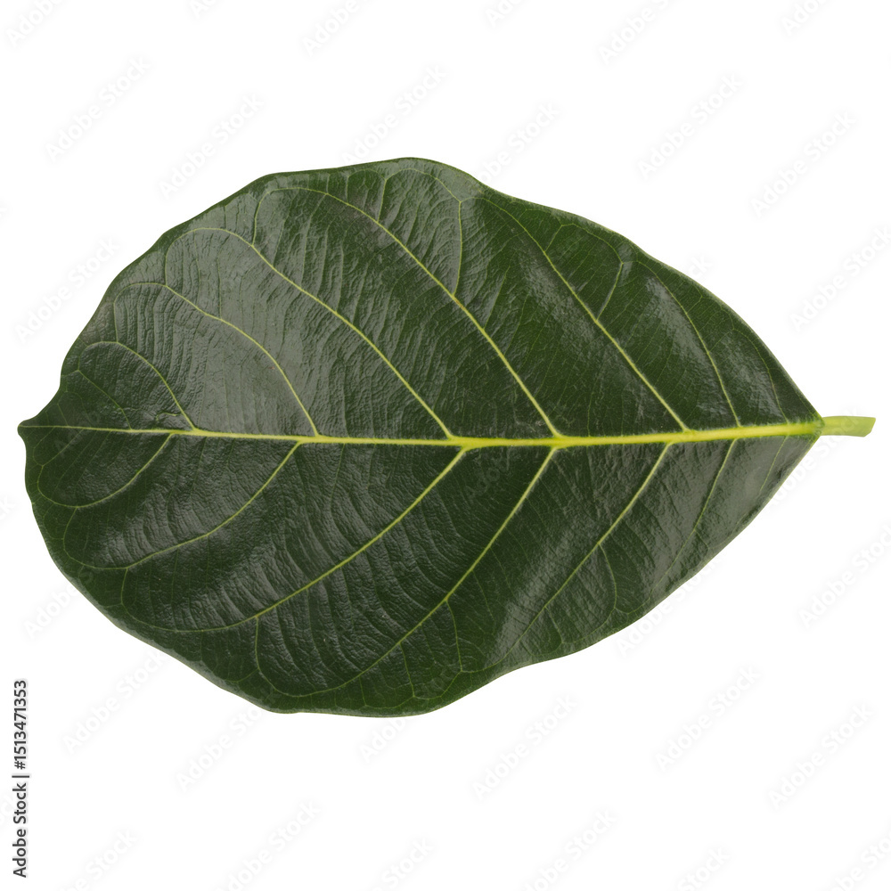 Obraz premium leaf collection isolated on white background