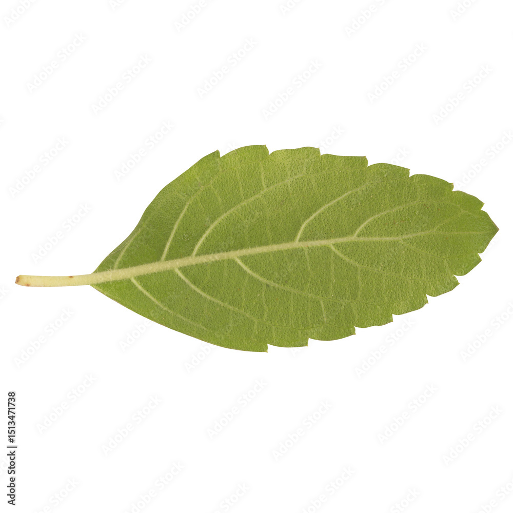 Obraz premium leaf collection isolated on white background