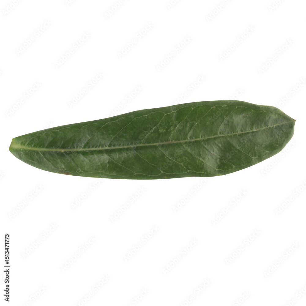 Obraz premium leaf collection isolated on white background