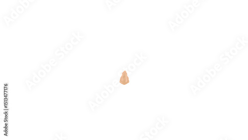 Nose