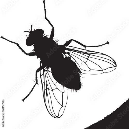 housefly set up in the black white combination