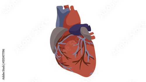 human heart anatomy model
